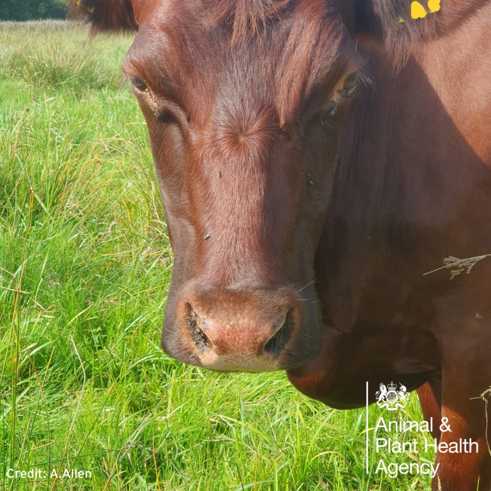 Cow with redness crusting nose and exsudate eyes